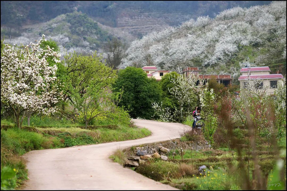 【春天,广西桂林灌阳县向您发出邀请!】我们在灌阳看梨花 - 游山玩水 - 益阳生活社区 - 益阳28生活网 yiyang.28life.com