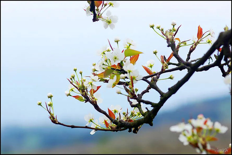 【春天,广西桂林灌阳县向您发出邀请!】我们在灌阳看梨花 - 游山玩水 - 益阳生活社区 - 益阳28生活网 yiyang.28life.com