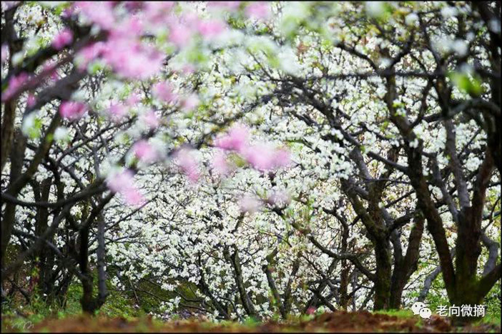【春天,广西桂林灌阳县向您发出邀请!】我们在灌阳看梨花 - 游山玩水 - 益阳生活社区 - 益阳28生活网 yiyang.28life.com