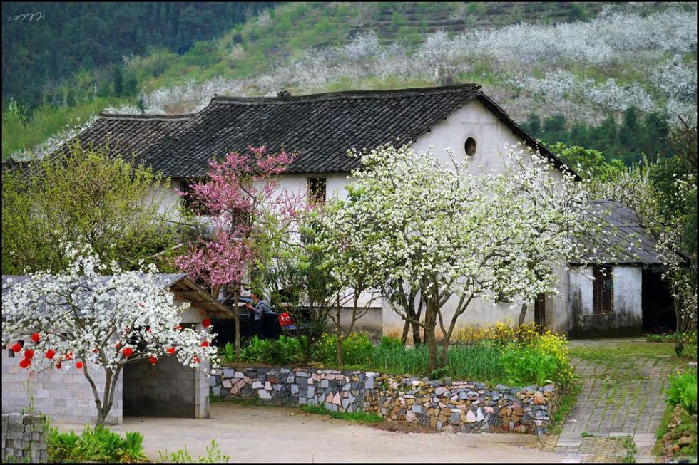 【春天,广西桂林灌阳县向您发出邀请!】我们在灌阳看梨花 - 游山玩水 - 益阳生活社区 - 益阳28生活网 yiyang.28life.com