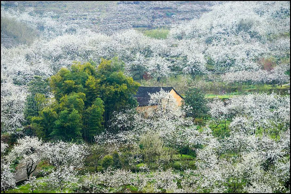【春天,广西桂林灌阳县向您发出邀请!】我们在灌阳看梨花 - 游山玩水 - 益阳生活社区 - 益阳28生活网 yiyang.28life.com