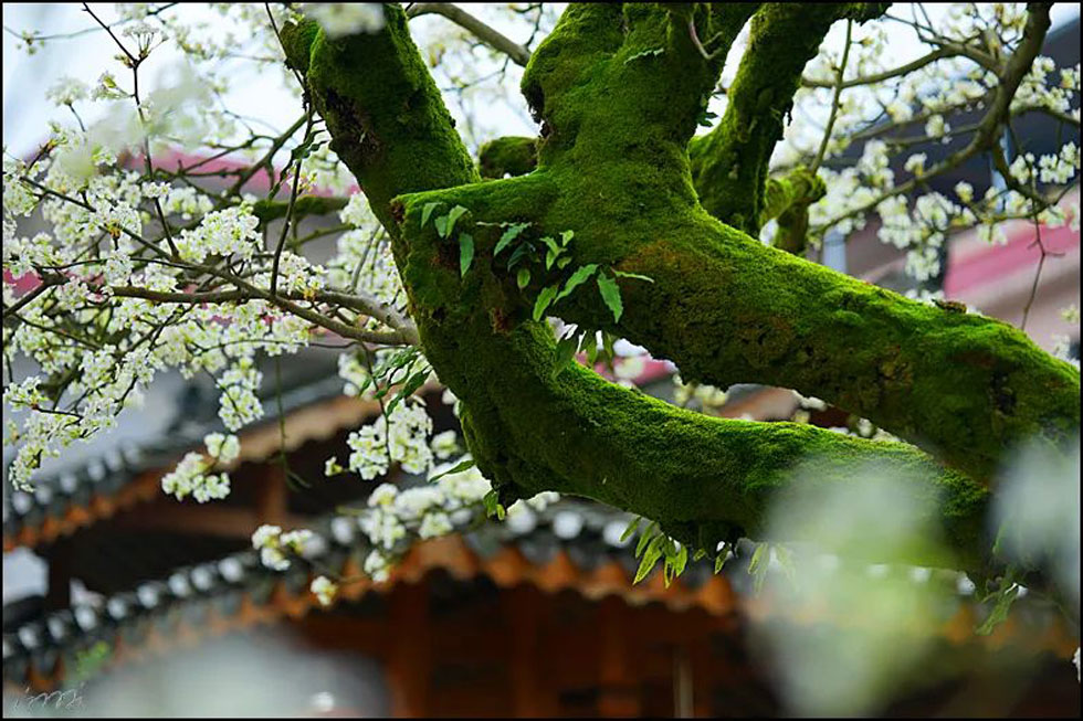 【春天,广西桂林灌阳县向您发出邀请!】我们在灌阳看梨花 - 游山玩水 - 益阳生活社区 - 益阳28生活网 yiyang.28life.com