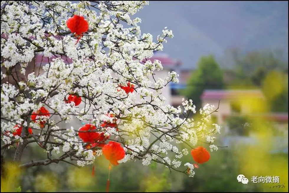 【春天,广西桂林灌阳县向您发出邀请!】我们在灌阳看梨花 - 游山玩水 - 益阳生活社区 - 益阳28生活网 yiyang.28life.com