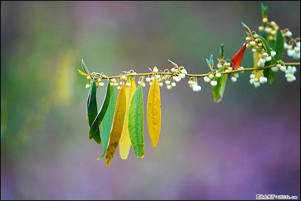 【春天，广西桂林灌阳县向您发出邀请！】米珠山前有片山苍子花在飘香 - 游山玩水 - 益阳生活社区 - 益阳28生活网 yiyang.28life.com