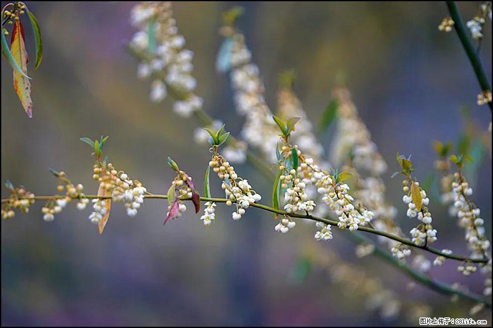 【春天，广西桂林灌阳县向您发出邀请！】米珠山前有片山苍子花在飘香 - 游山玩水 - 益阳生活社区 - 益阳28生活网 yiyang.28life.com