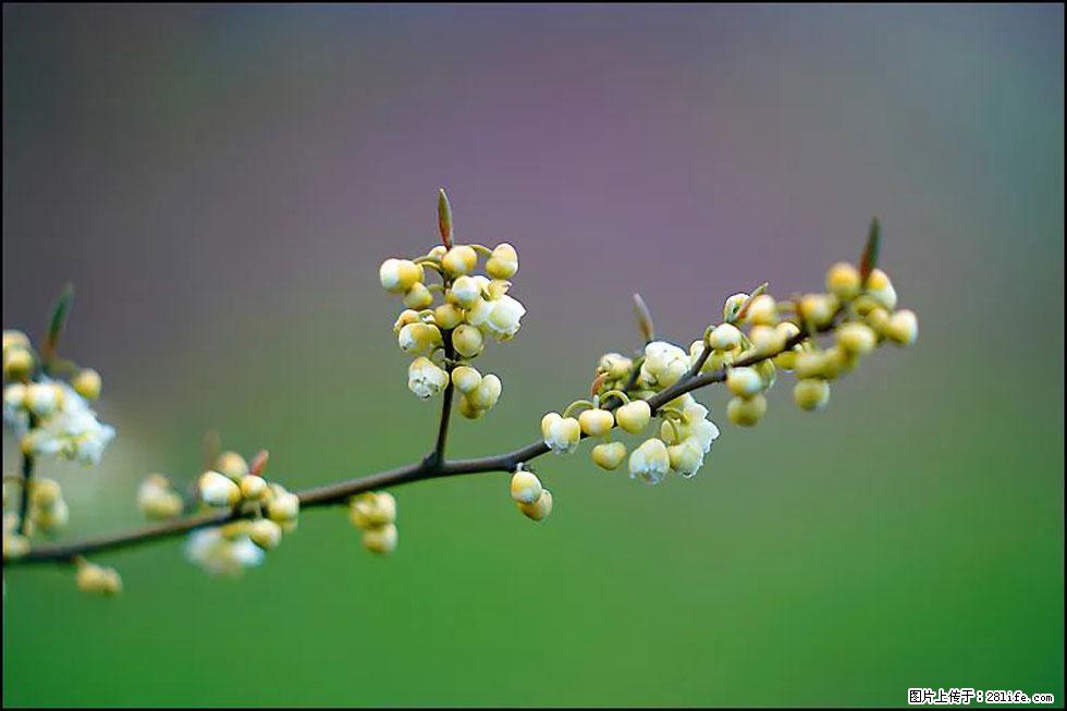 【春天，广西桂林灌阳县向您发出邀请！】米珠山前有片山苍子花在飘香 - 游山玩水 - 益阳生活社区 - 益阳28生活网 yiyang.28life.com