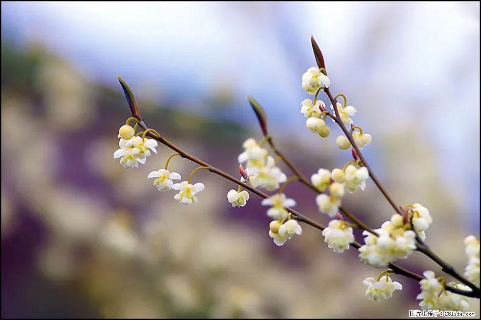 【春天，广西桂林灌阳县向您发出邀请！】米珠山前有片山苍子花在飘香 - 游山玩水 - 益阳生活社区 - 益阳28生活网 yiyang.28life.com