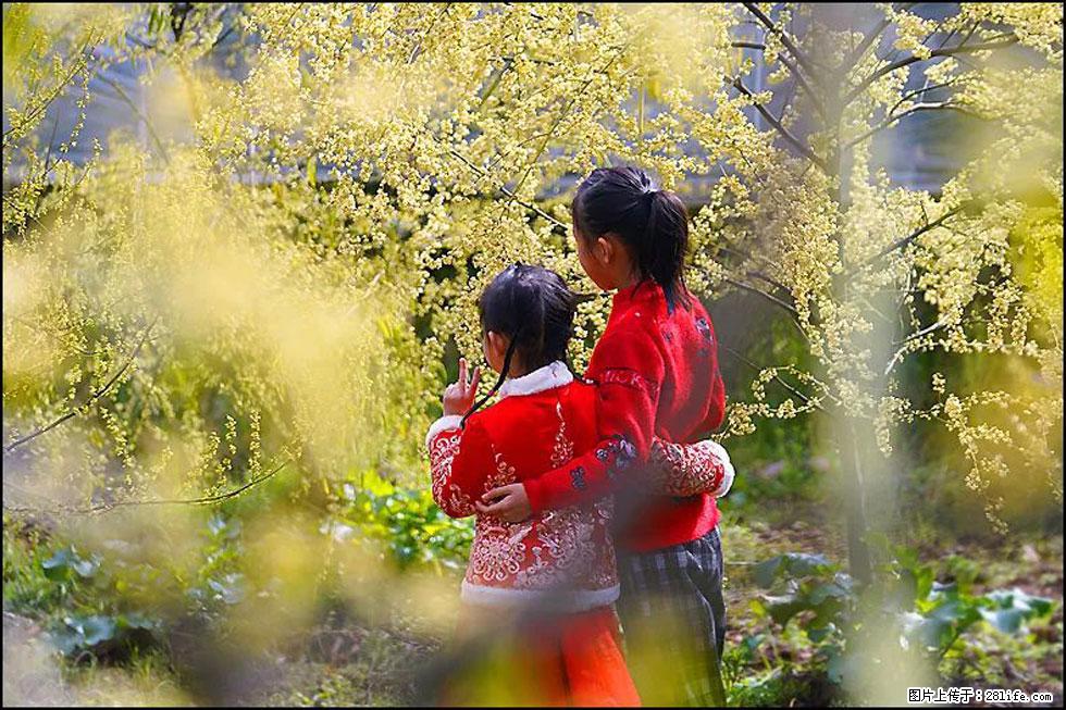 【春天，广西桂林灌阳县向您发出邀请！】米珠山前有片山苍子花在飘香 - 游山玩水 - 益阳生活社区 - 益阳28生活网 yiyang.28life.com