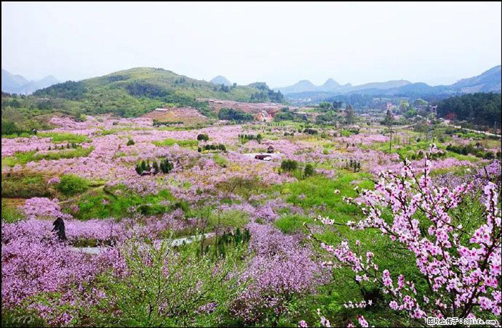 【春天,广西桂林灌阳县向您发出邀请!】官庄村有个醉美的桃花园 - 游山玩水 - 益阳生活社区 - 益阳28生活网 yiyang.28life.com