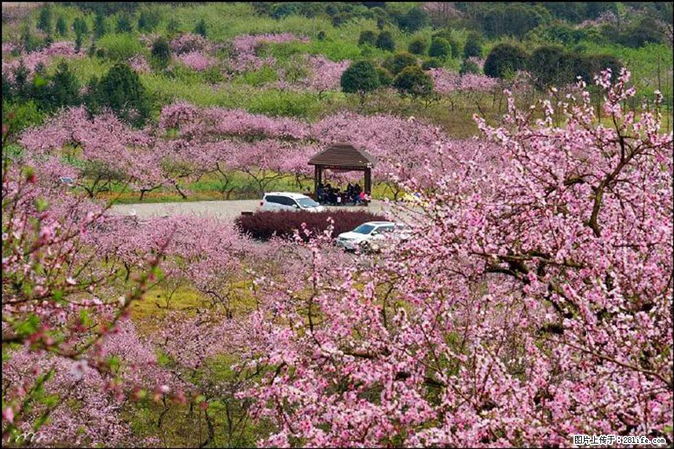【春天,广西桂林灌阳县向您发出邀请!】官庄村有个醉美的桃花园 - 游山玩水 - 益阳生活社区 - 益阳28生活网 yiyang.28life.com
