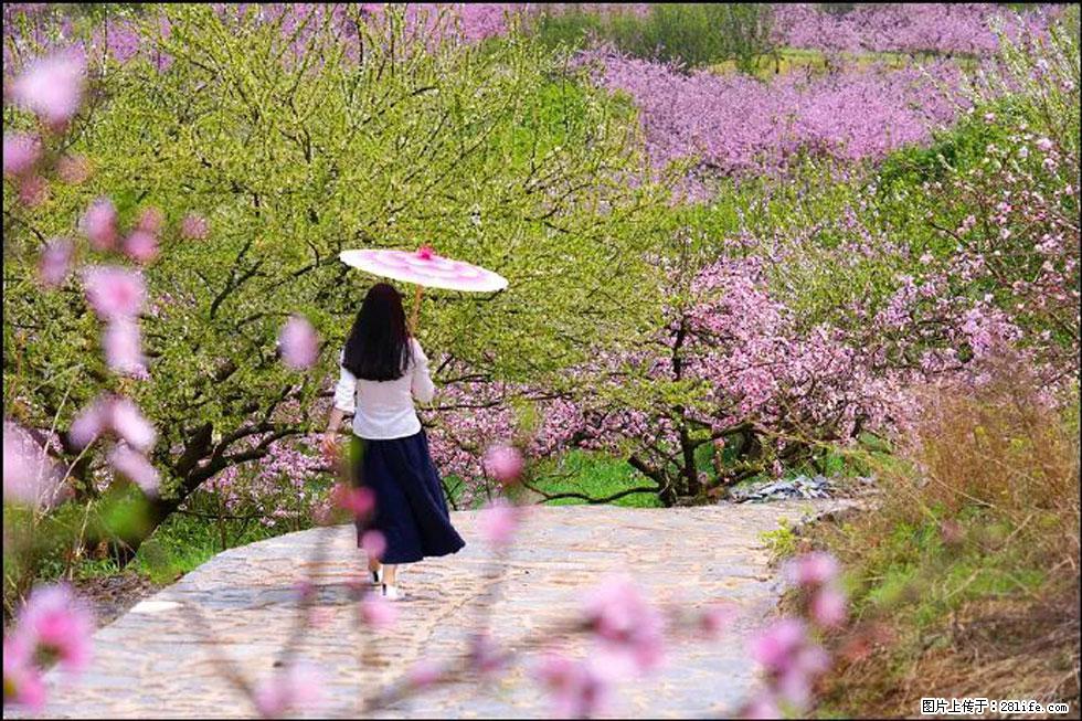 【春天,广西桂林灌阳县向您发出邀请!】官庄村有个醉美的桃花园 - 游山玩水 - 益阳生活社区 - 益阳28生活网 yiyang.28life.com