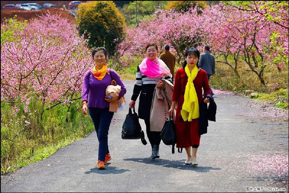 【春天,广西桂林灌阳县向您发出邀请!】官庄村有个醉美的桃花园 - 游山玩水 - 益阳生活社区 - 益阳28生活网 yiyang.28life.com