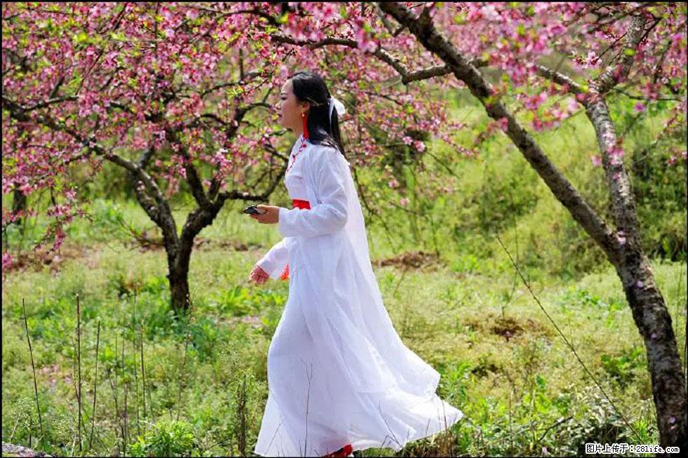 【春天,广西桂林灌阳县向您发出邀请!】官庄村有个醉美的桃花园 - 游山玩水 - 益阳生活社区 - 益阳28生活网 yiyang.28life.com