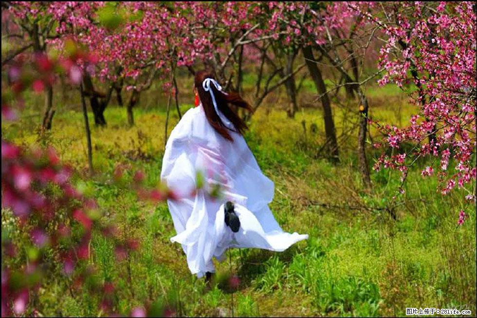 【春天,广西桂林灌阳县向您发出邀请!】官庄村有个醉美的桃花园 - 游山玩水 - 益阳生活社区 - 益阳28生活网 yiyang.28life.com