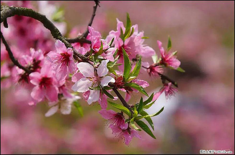 【春天,广西桂林灌阳县向您发出邀请!】官庄村有个醉美的桃花园 - 游山玩水 - 益阳生活社区 - 益阳28生活网 yiyang.28life.com