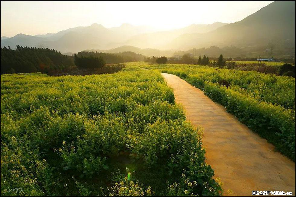 【春天,广西桂林灌阳县向您发出邀请!】长坪村油菜盛情花开 - 游山玩水 - 益阳生活社区 - 益阳28生活网 yiyang.28life.com