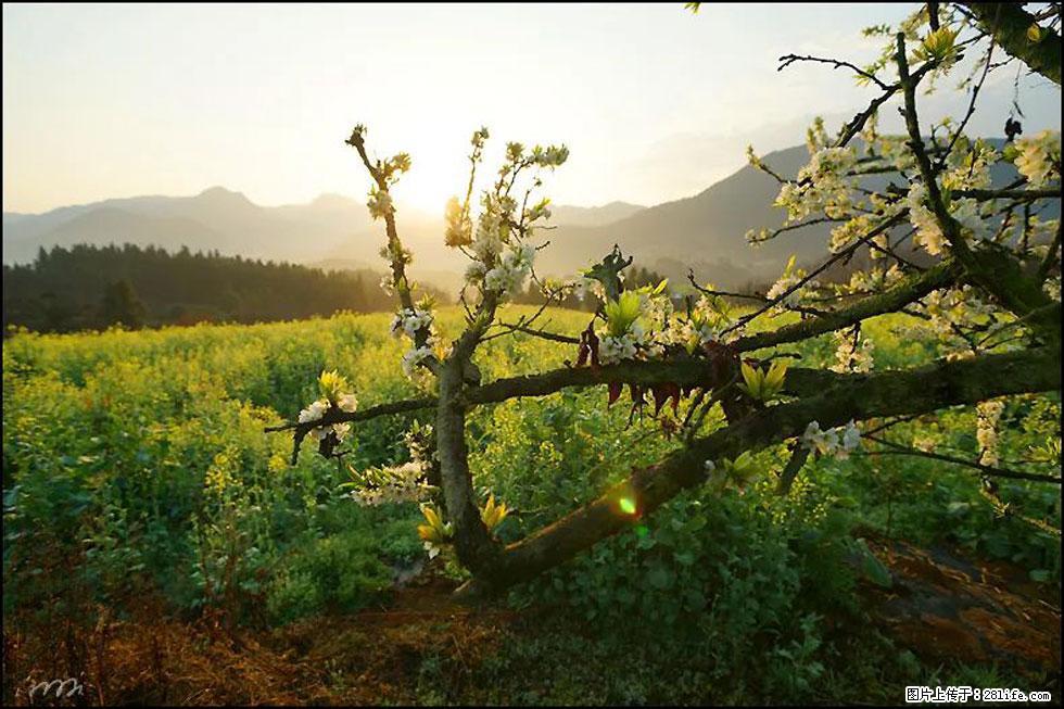 【春天,广西桂林灌阳县向您发出邀请!】长坪村油菜盛情花开 - 游山玩水 - 益阳生活社区 - 益阳28生活网 yiyang.28life.com