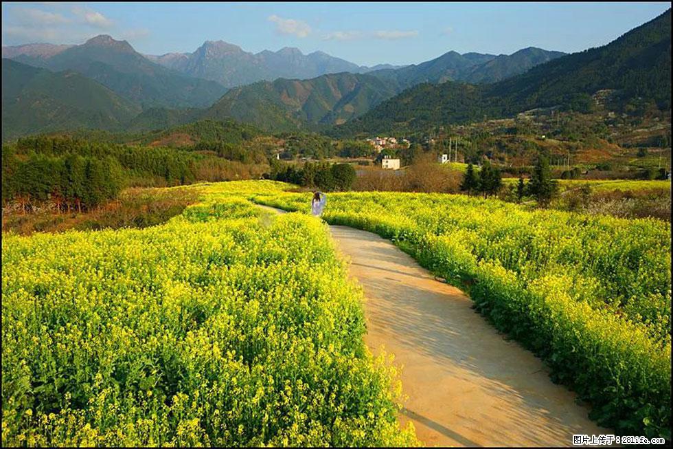 【春天,广西桂林灌阳县向您发出邀请!】长坪村油菜盛情花开 - 游山玩水 - 益阳生活社区 - 益阳28生活网 yiyang.28life.com