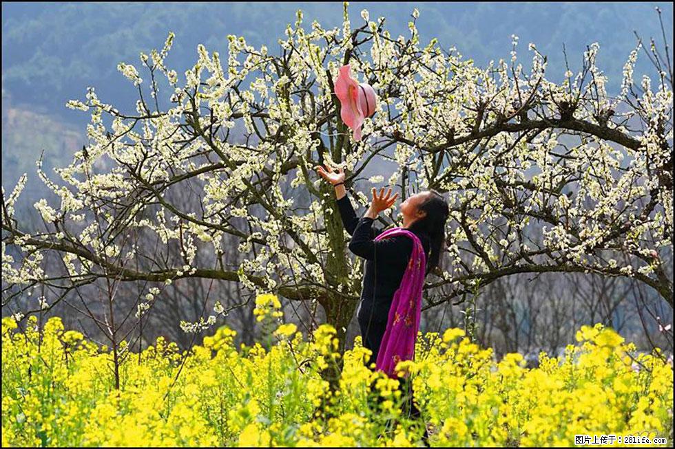 【春天,广西桂林灌阳县向您发出邀请!】长坪村油菜盛情花开 - 游山玩水 - 益阳生活社区 - 益阳28生活网 yiyang.28life.com