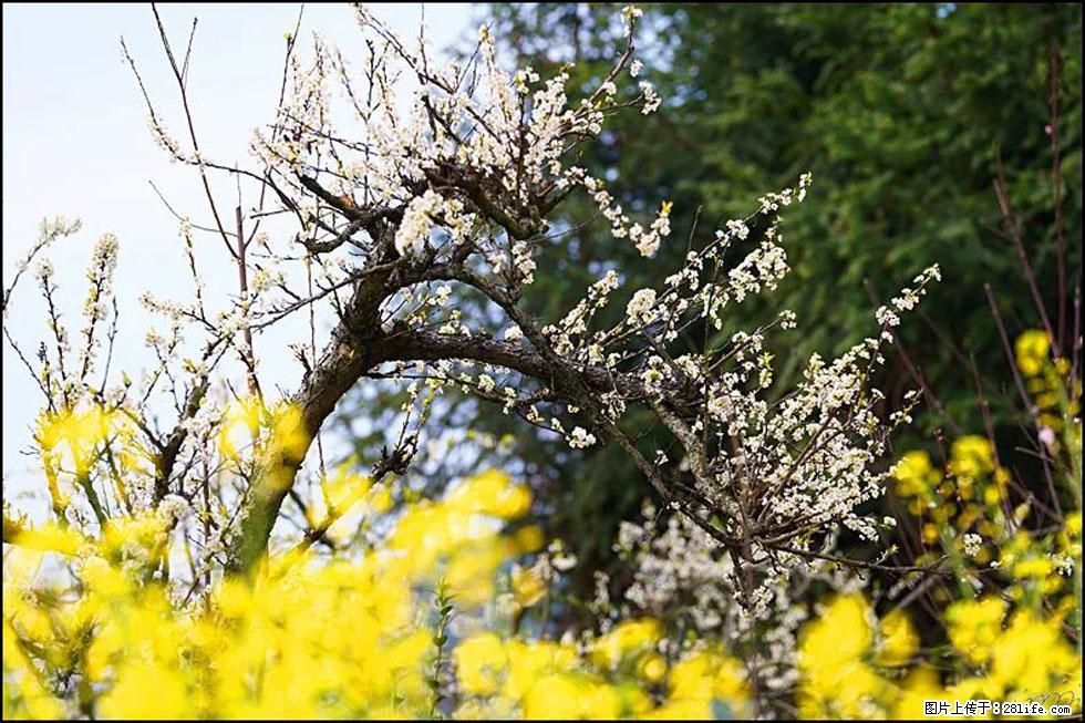 【春天,广西桂林灌阳县向您发出邀请!】长坪村油菜盛情花开 - 游山玩水 - 益阳生活社区 - 益阳28生活网 yiyang.28life.com