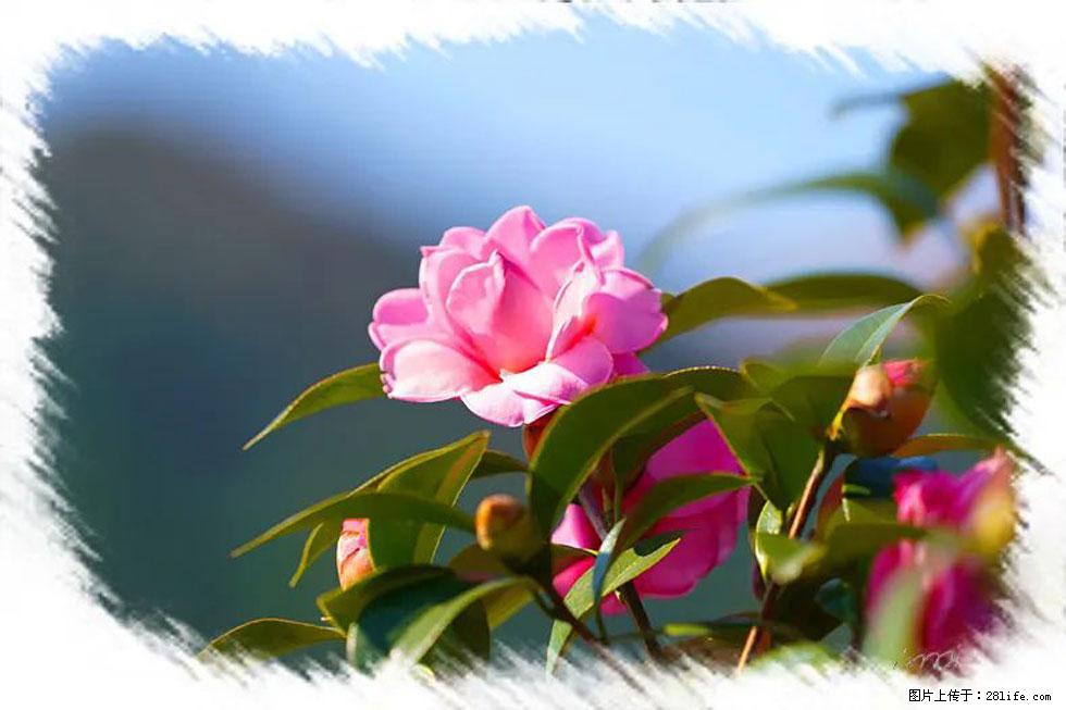 【春天,广西桂林灌阳县向您发出邀请!】杨柳井茶花惹人爱 - 游山玩水 - 益阳生活社区 - 益阳28生活网 yiyang.28life.com