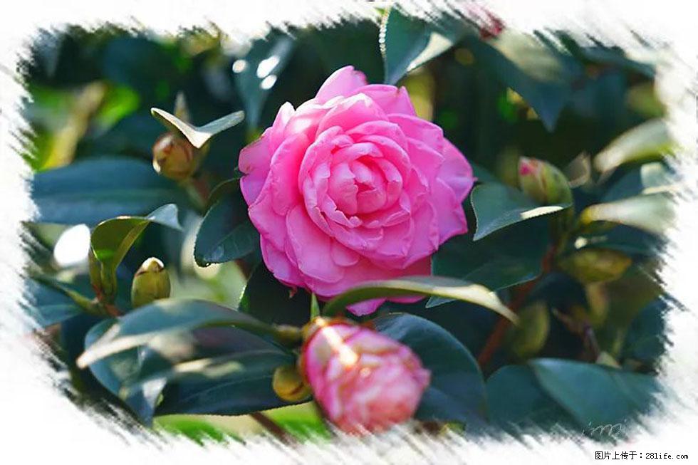 【春天,广西桂林灌阳县向您发出邀请!】杨柳井茶花惹人爱 - 游山玩水 - 益阳生活社区 - 益阳28生活网 yiyang.28life.com