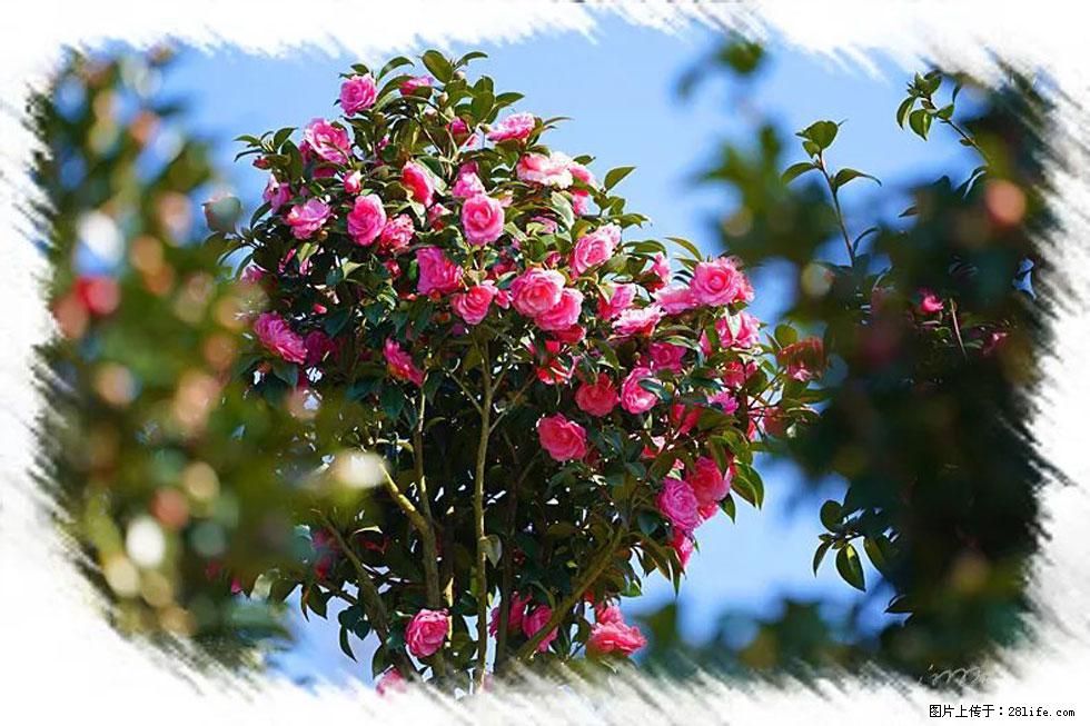 【春天,广西桂林灌阳县向您发出邀请!】杨柳井茶花惹人爱 - 游山玩水 - 益阳生活社区 - 益阳28生活网 yiyang.28life.com