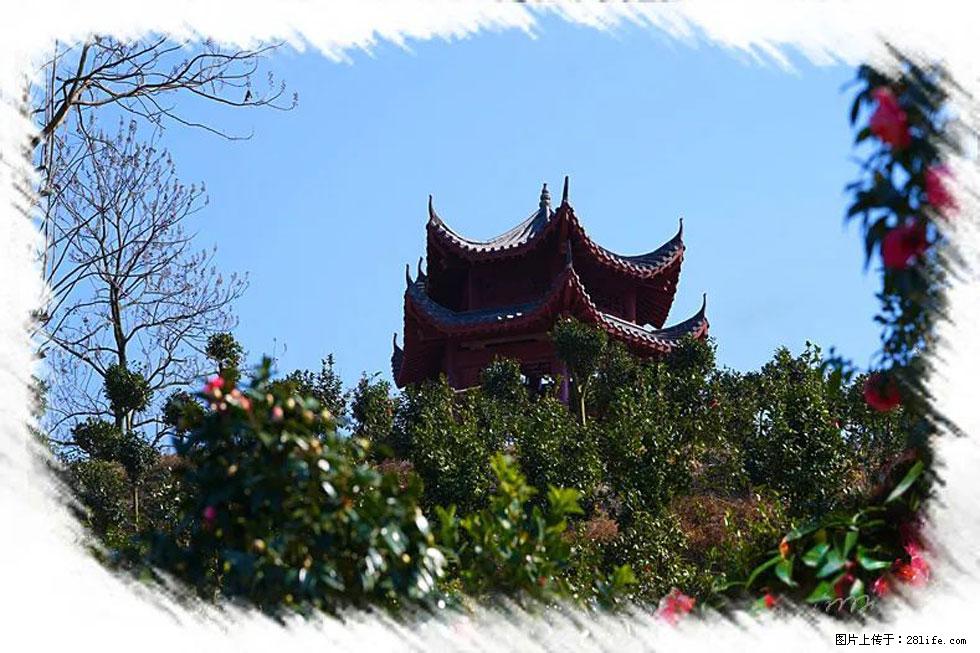 【春天,广西桂林灌阳县向您发出邀请!】杨柳井茶花惹人爱 - 游山玩水 - 益阳生活社区 - 益阳28生活网 yiyang.28life.com