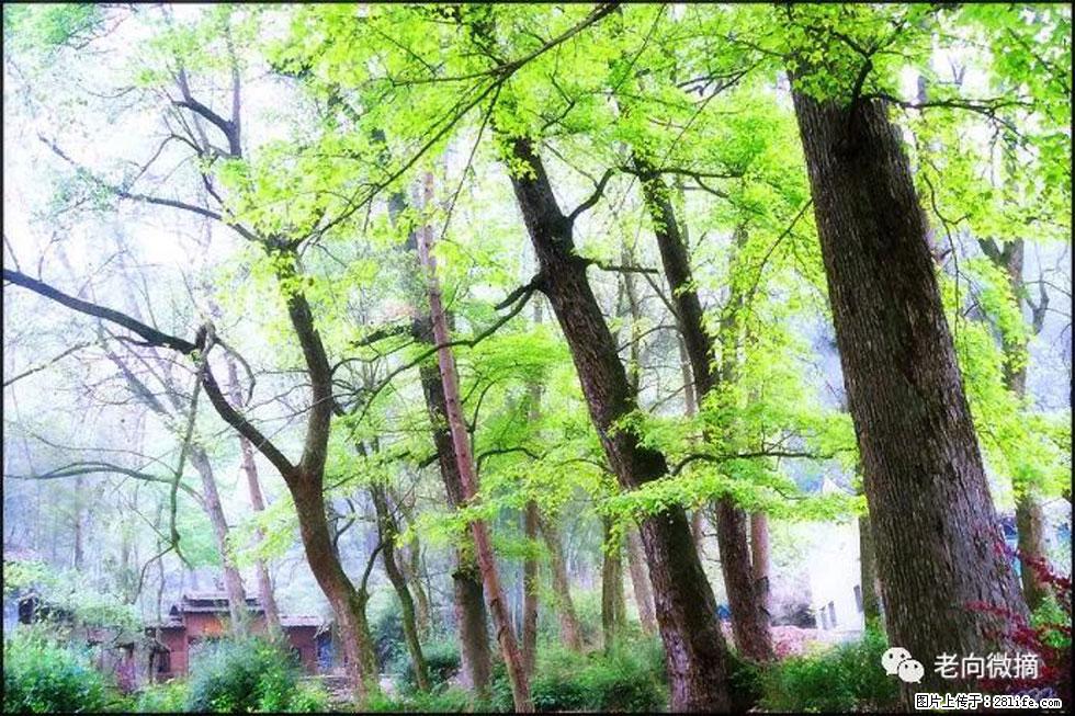 【春天，广西桂林灌阳县向您发出邀请！】在小龙村与春天约会 - 游山玩水 - 益阳生活社区 - 益阳28生活网 yiyang.28life.com