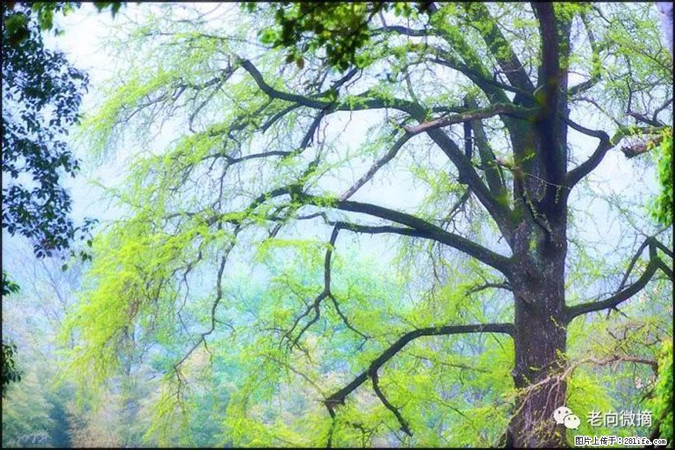 【春天，广西桂林灌阳县向您发出邀请！】在小龙村与春天约会 - 游山玩水 - 益阳生活社区 - 益阳28生活网 yiyang.28life.com