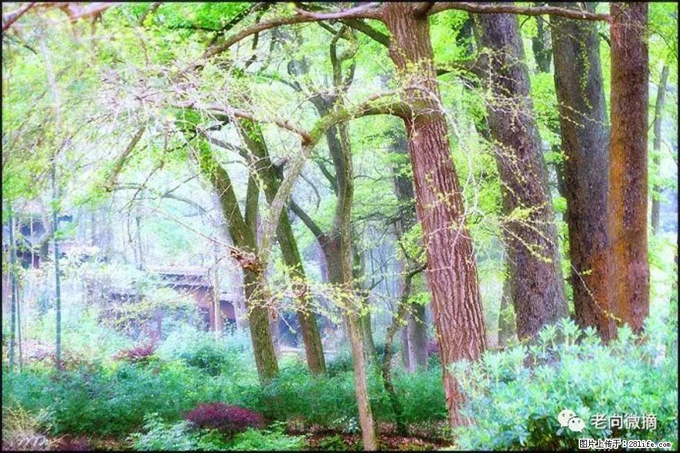 【春天，广西桂林灌阳县向您发出邀请！】在小龙村与春天约会 - 游山玩水 - 益阳生活社区 - 益阳28生活网 yiyang.28life.com