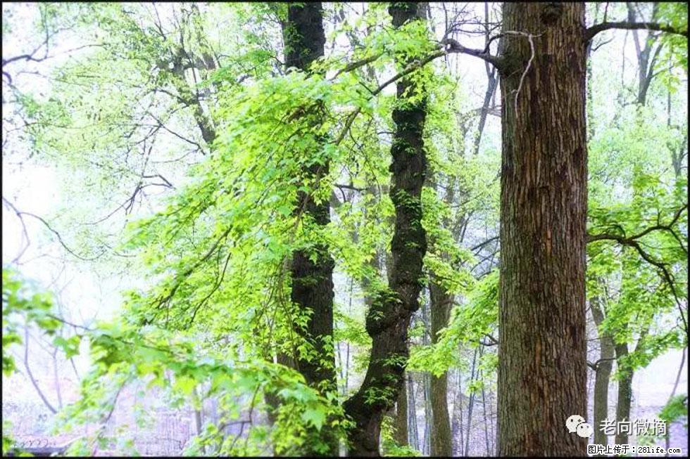 【春天，广西桂林灌阳县向您发出邀请！】在小龙村与春天约会 - 游山玩水 - 益阳生活社区 - 益阳28生活网 yiyang.28life.com