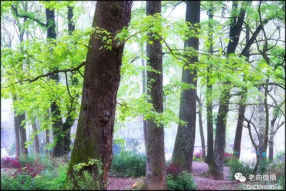 【春天，广西桂林灌阳县向您发出邀请！】在小龙村与春天约会 - 游山玩水 - 益阳生活社区 - 益阳28生活网 yiyang.28life.com