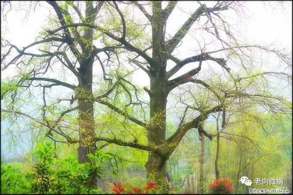 【春天，广西桂林灌阳县向您发出邀请！】在小龙村与春天约会 - 游山玩水 - 益阳生活社区 - 益阳28生活网 yiyang.28life.com