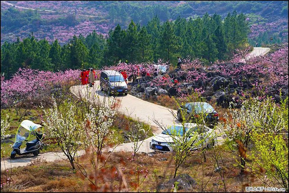 【春天，广西桂林灌阳县向您发出邀请！】望月岭上桃花开 - 游山玩水 - 益阳生活社区 - 益阳28生活网 yiyang.28life.com