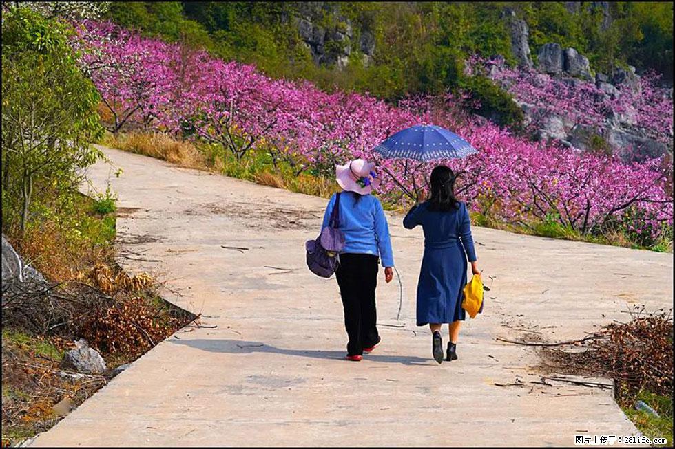 【春天，广西桂林灌阳县向您发出邀请！】望月岭上桃花开 - 游山玩水 - 益阳生活社区 - 益阳28生活网 yiyang.28life.com