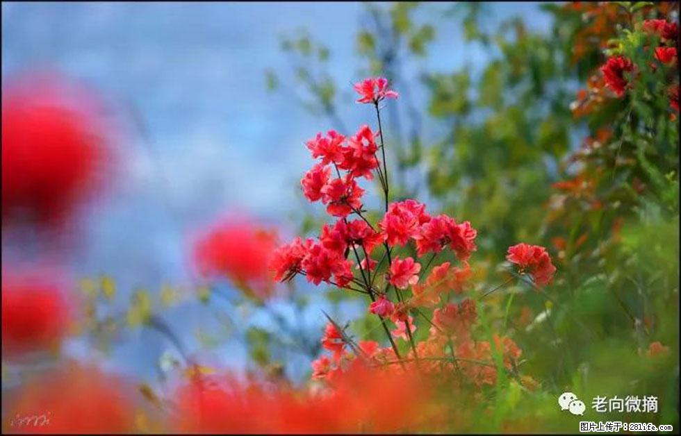 【春天,广西桂林灌阳县向您发出邀请!】登麒麟山,相约映山红 - 游山玩水 - 益阳生活社区 - 益阳28生活网 yiyang.28life.com