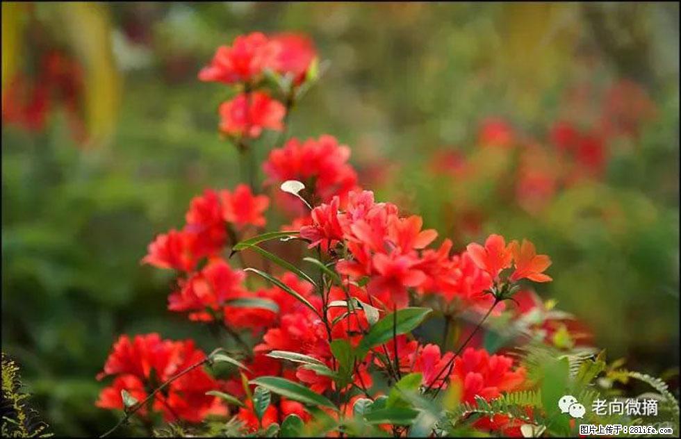 【春天,广西桂林灌阳县向您发出邀请!】登麒麟山,相约映山红 - 游山玩水 - 益阳生活社区 - 益阳28生活网 yiyang.28life.com
