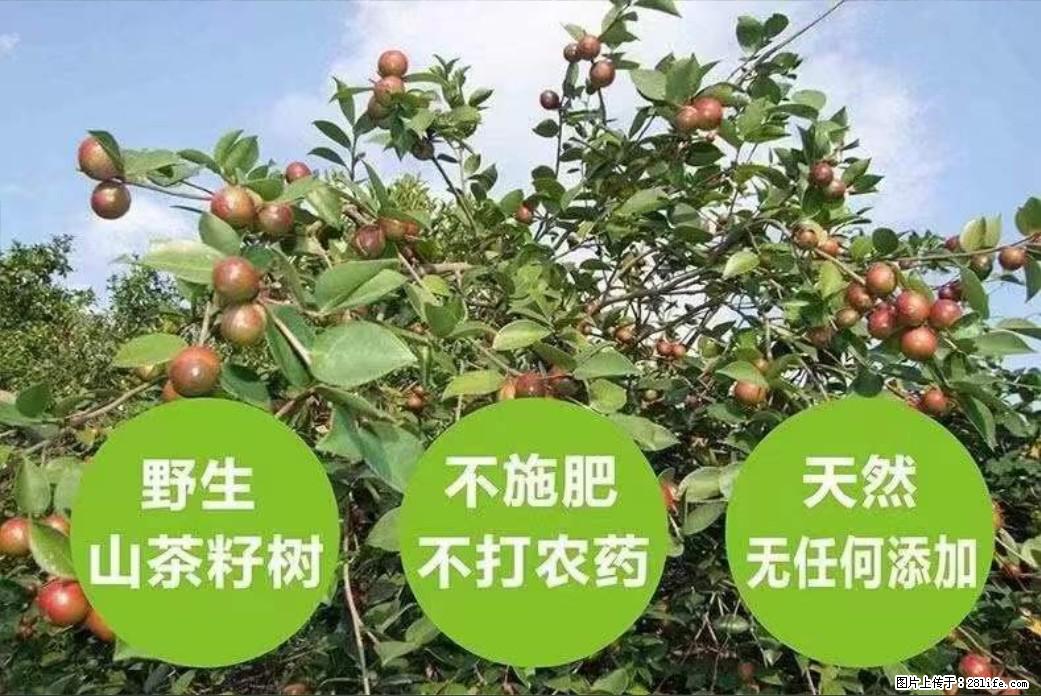 【灌阳县油茶产业示范区】一个有着充实的精神生活的人,对待身外之物自会有一种淡泊的态度 - 美食天地 - 益阳生活社区 - 益阳28生活网 yiyang.28life.com