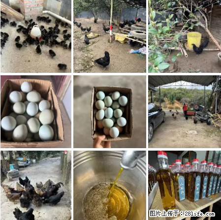 油茶园从小鸡仔开始养起的纯土鸡、土鸡蛋可以预定啦!还有前几天刚榨的纯山茶油哦 - 美食天地 - 益阳生活社区 - 益阳28生活网 yiyang.28life.com
