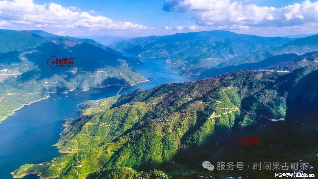 时间果百年古树龙珠普洱生茶 - 购物交流 - 益阳生活社区 - 益阳28生活网 yiyang.28life.com