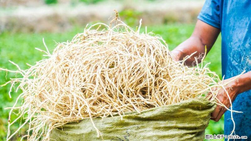 堪称“最难吃”的蔬菜，却是 “抗辐射神器”，还能护肺、清热、止咳化痰！ - 益阳生活资讯 - 益阳28生活网 yiyang.28life.com