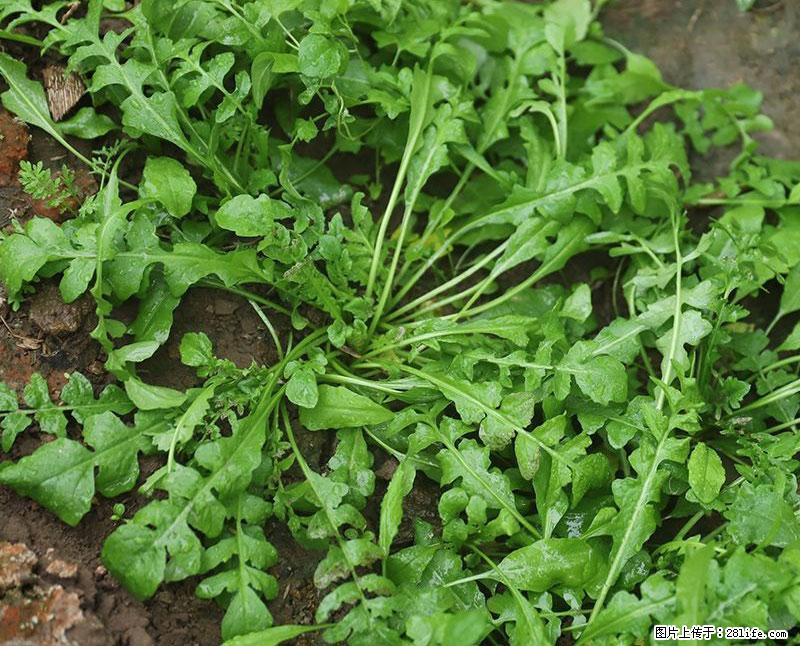 这些蔬菜是“天然钙片”，这6种被医生重点推荐 - 益阳生活资讯 - 益阳28生活网 yiyang.28life.com