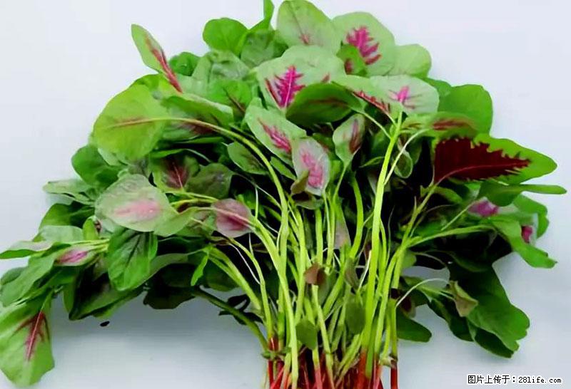 这些蔬菜是“天然钙片”，这6种被医生重点推荐 - 益阳生活资讯 - 益阳28生活网 yiyang.28life.com