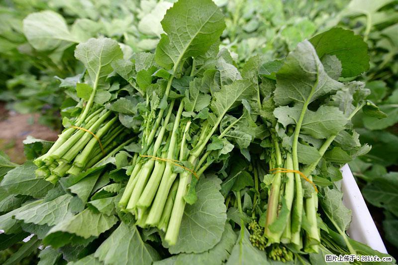 这些蔬菜是“天然钙片”，这6种被医生重点推荐 - 益阳生活资讯 - 益阳28生活网 yiyang.28life.com